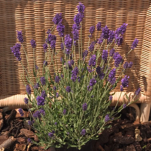 Lavandula LaDiva Spirit Purple Blue #2
