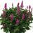 Salvia nemerosa  Noble Princess #1