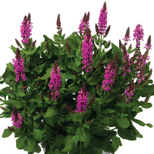 Salvia nemerosa  Noble Princess #1