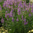 Veronica hybrida Skyward Lilac #1