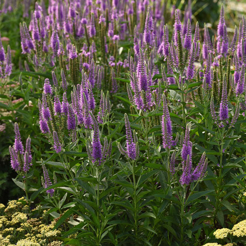 Veronica hybrida Skyward Lilac #1