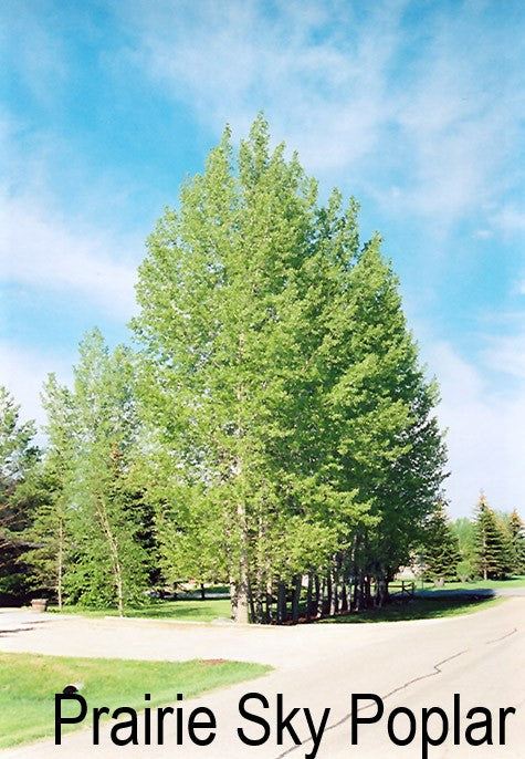 Poplar Trees - Populus