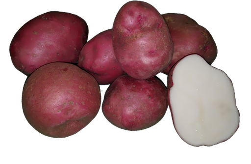 Seed Potato - Viking 10 lb Red