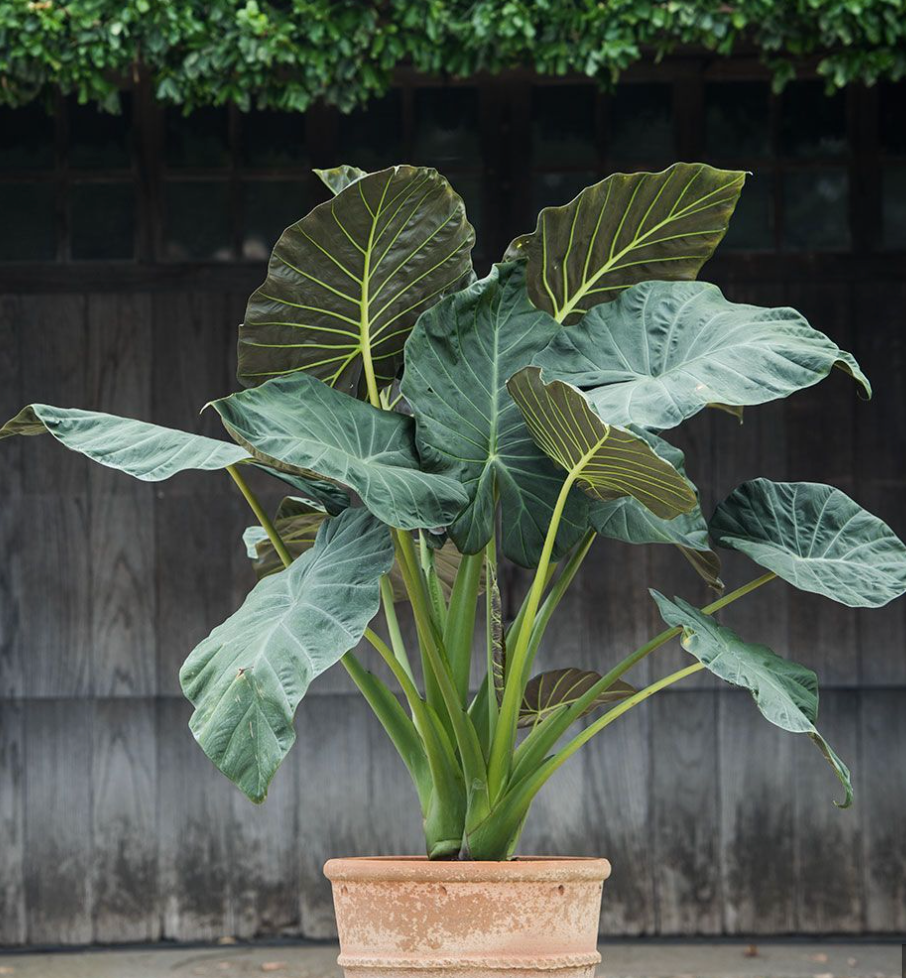 Alocasia Sumo Green