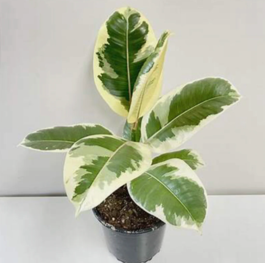 フラワーマジック「ボタニア」 Ficus Tineke — Dutch Growers Regina