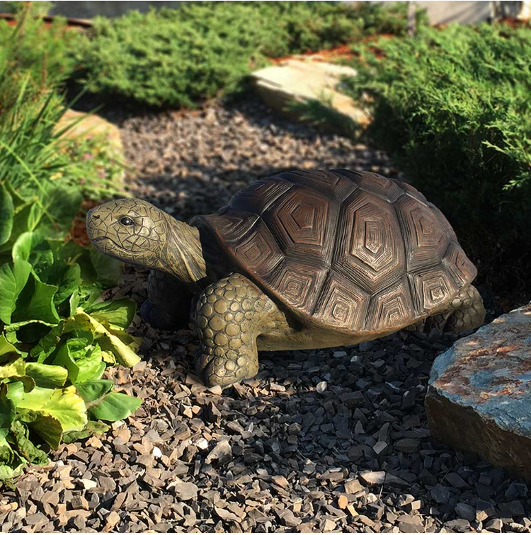 21 inch Tortoise — Dutch Growers Regina