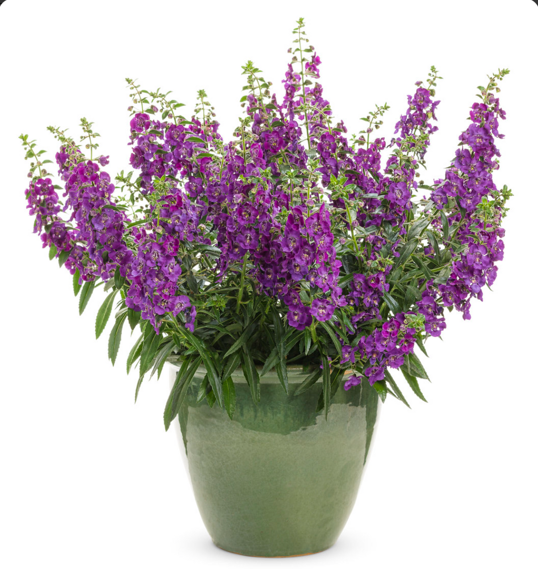 Angelonia Angelface Series — Dutch Growers Regina