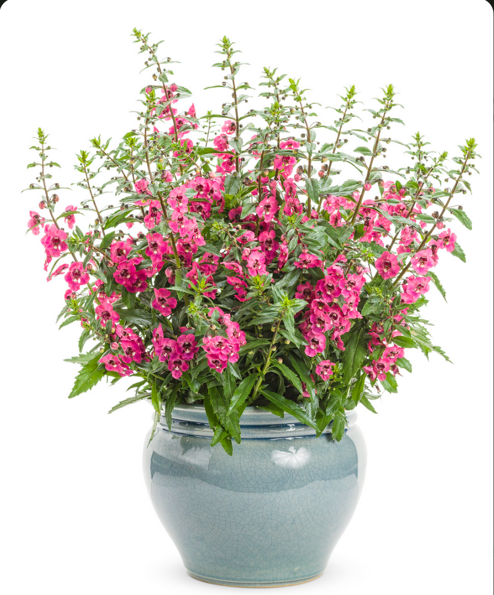 Angelonia Angelface Series — Dutch Growers Regina