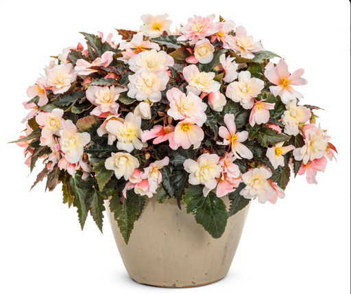 Begonia Double Delight® Series