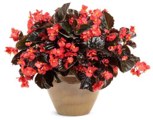 Begonia Surefire® Series