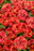 Calibrachoa Superbells Double Series