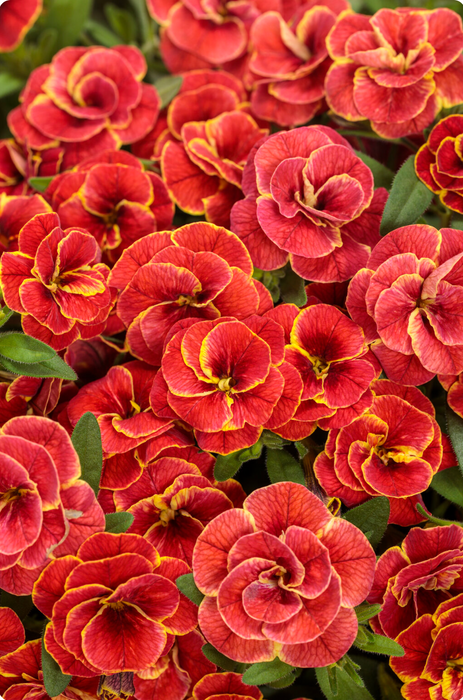 Calibrachoa Superbells Double Series