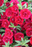 Calibrachoa Superbells Double Series