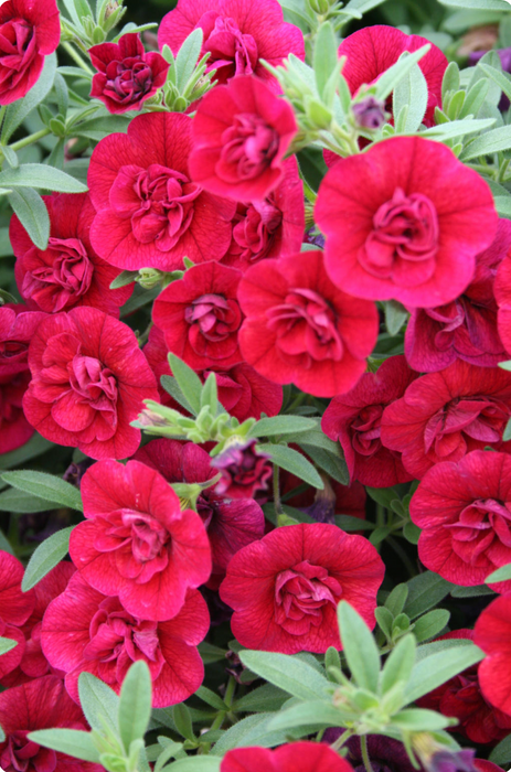 Calibrachoa Superbells Double Series