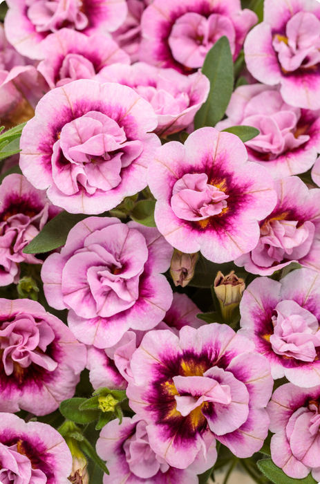 Calibrachoa Superbells Double Series