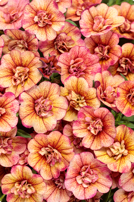 Calibrachoa Superbells Double Series