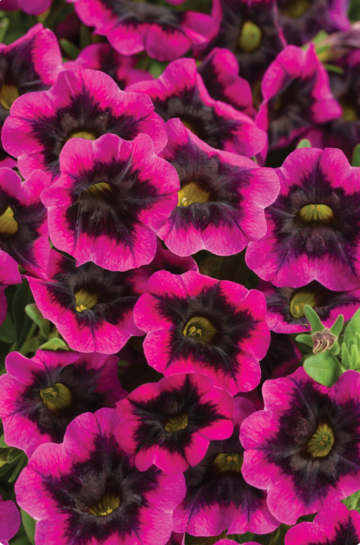 Calibrachoa Superbells Series