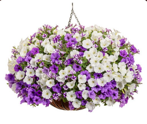 Annual Basket #2 misty seas