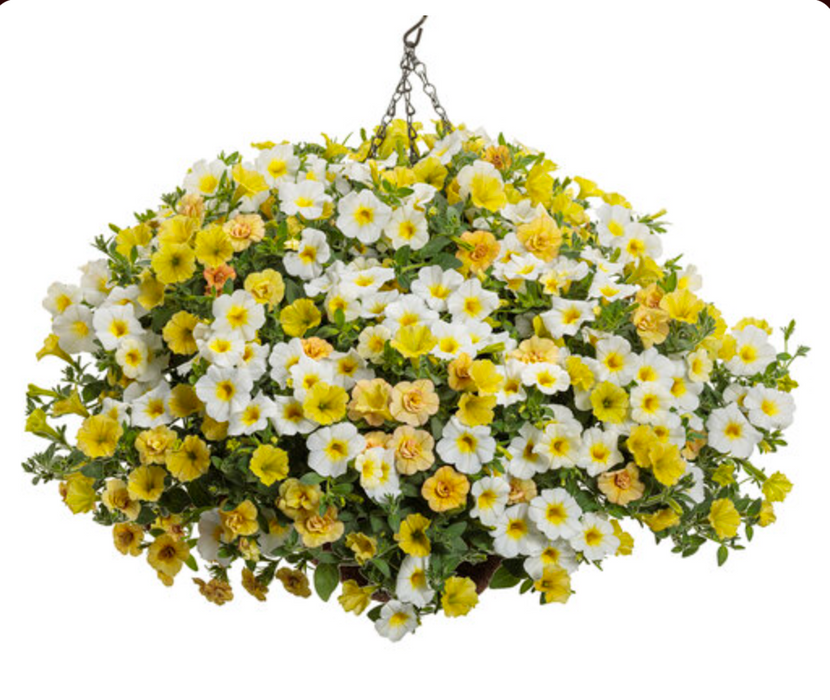 Annual Basket #20 Beam of Light