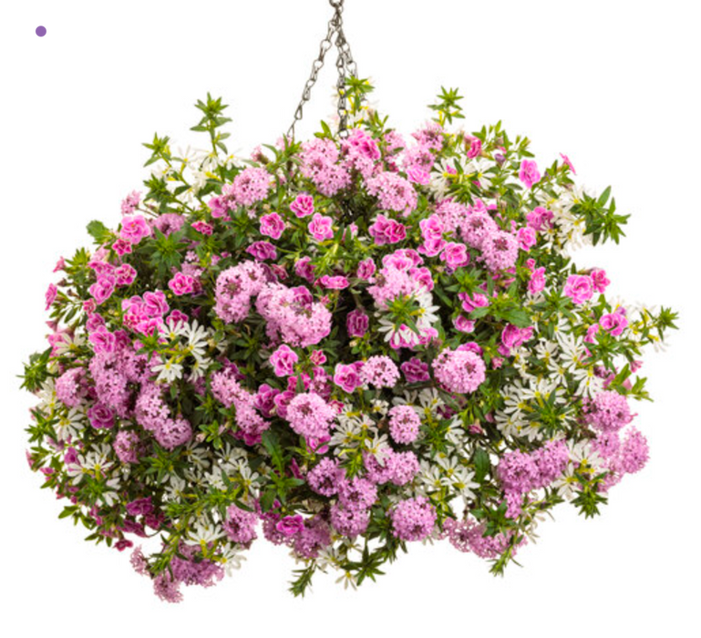 Annual Basket #5 Adorable