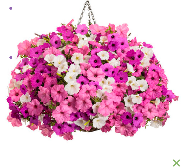 Annual Basket #27 Vista View