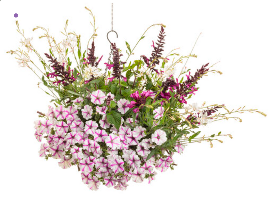 Annual Basket #4 wispy