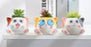 Pot Cat Sitting