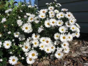 Aster Snow sprite #1