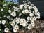Aster Snow sprite #1