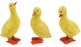 Duckling Yellow