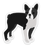 Clear Boston Terrier Dog Sticker 2.46×2.8in