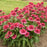 Echinacea Raspberry Berret PW #1