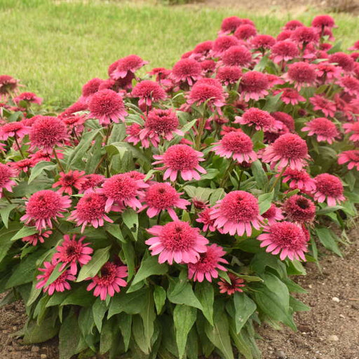 Echinacea Raspberry Berret PW #1