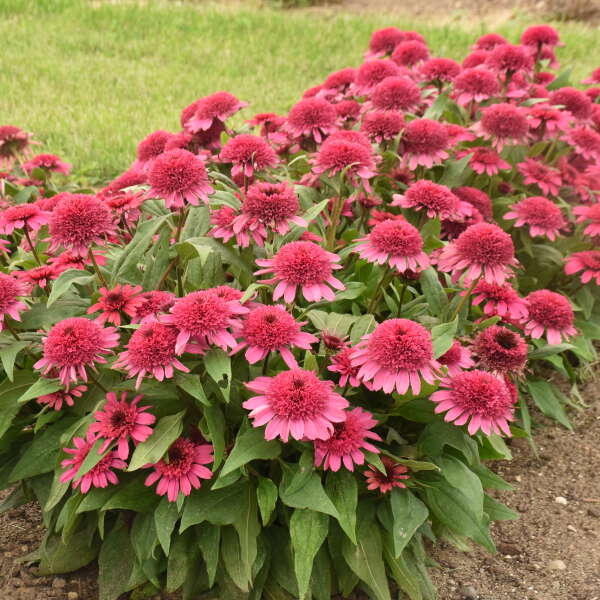 Echinacea Raspberry Berret PW #1