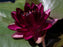 Water Lily Nymp Almost Black5"