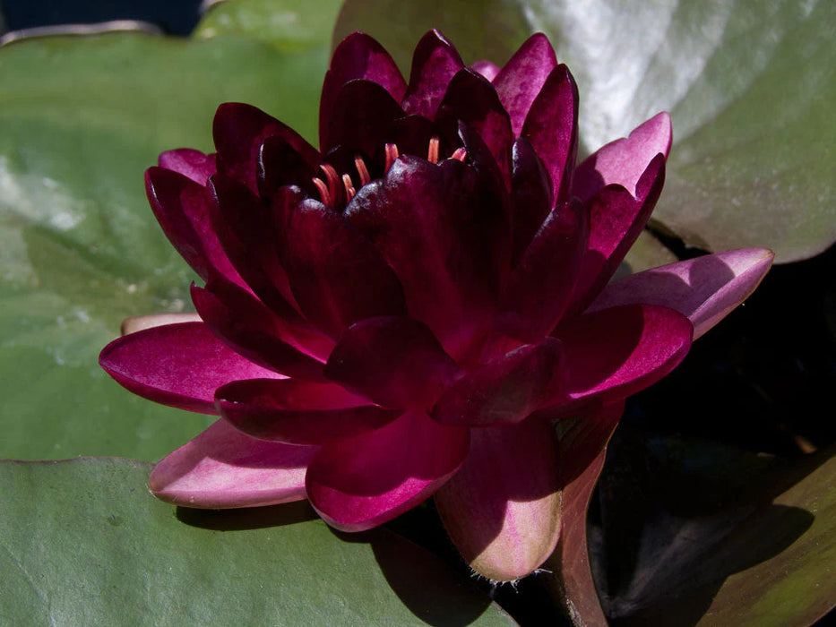 Water Lily Nymp Almost Black5"
