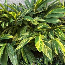 Shell Ginger Var Alpinia Zeru. 5" wp