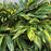 Shell Ginger Var Alpinia Zeru. 5" wp