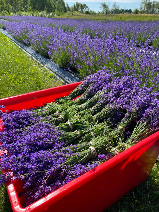 Dried English Lavender Bouquets - Deep Purple