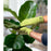 Seed & Sprout Nice Touch Microfibre Plant Dusting Cloth
