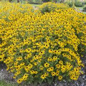 Rudbeckia Treasure trove