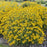 Rudbeckia Treasure trove