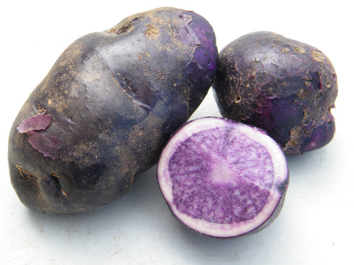 Seed Potato - Russian Blue 10 lb Specialty