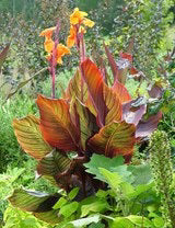 Canna Tropicanna  5" wp