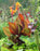 Canna Tropicanna  5" wp