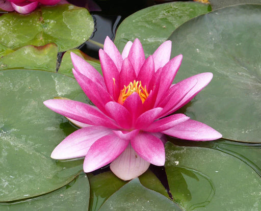 Water Lily Nymp chas de meurville 5"
