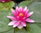 Water Lily Nymp chas de meurville 5"