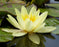 Water Lily Nymphaea Chromatella Yellow 5"