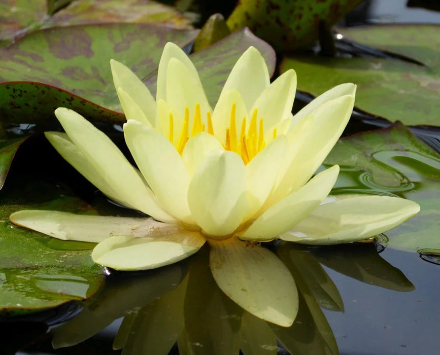 Water Lily Nymphaea Chromatella Yellow 5"
