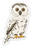 Clear Owl Sticker 3.25x2in